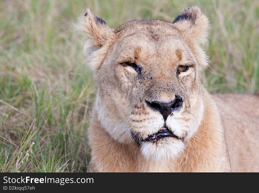 One Eyed Lioness