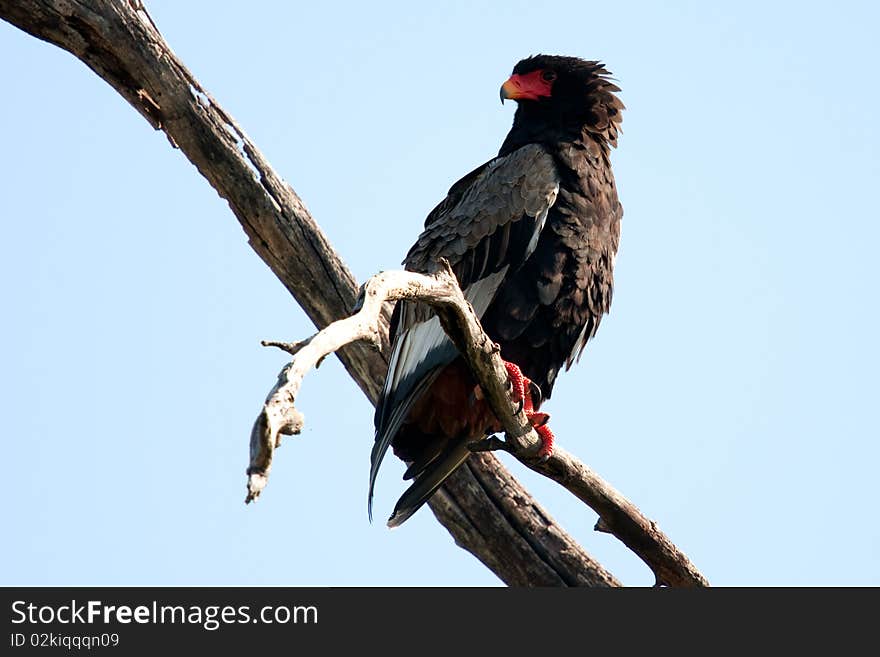 A bateleur eagle(terathopius ecaudatus) sitting in a tree in the Okavango Delta, Botswana. A bateleur eagle(terathopius ecaudatus) sitting in a tree in the Okavango Delta, Botswana.