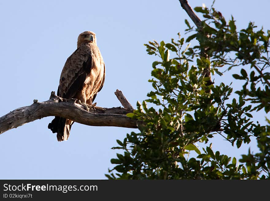 A tawny eagle (aquila rapax) in a tree in the Okavango Delta, Botswana.