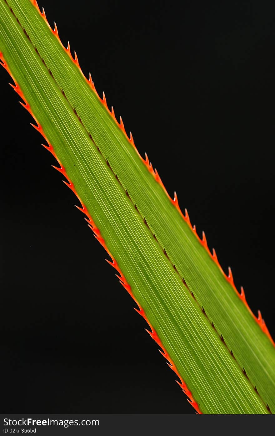 Green leaf close up at black background