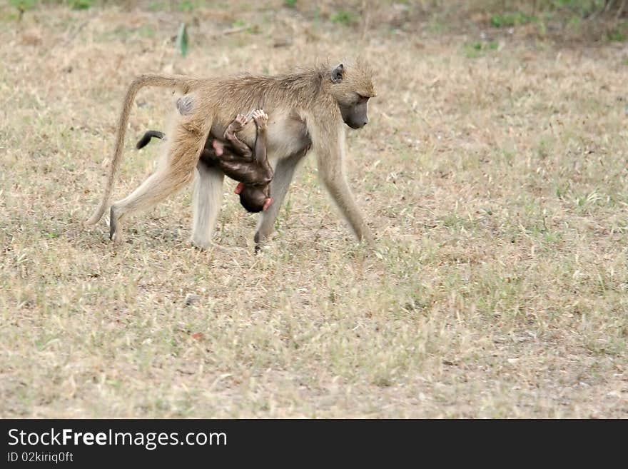 A baboon carrying its child underneath.  Taken at the Mosi-oa-Tunya National Park, Zambia. A baboon carrying its child underneath.  Taken at the Mosi-oa-Tunya National Park, Zambia.