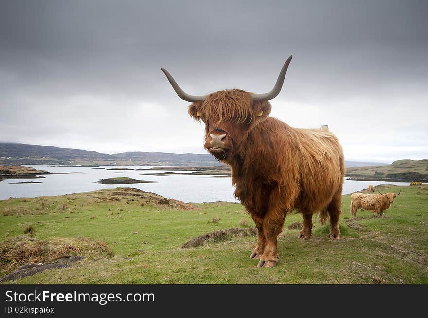 Highland Cow on the Isle of Skye