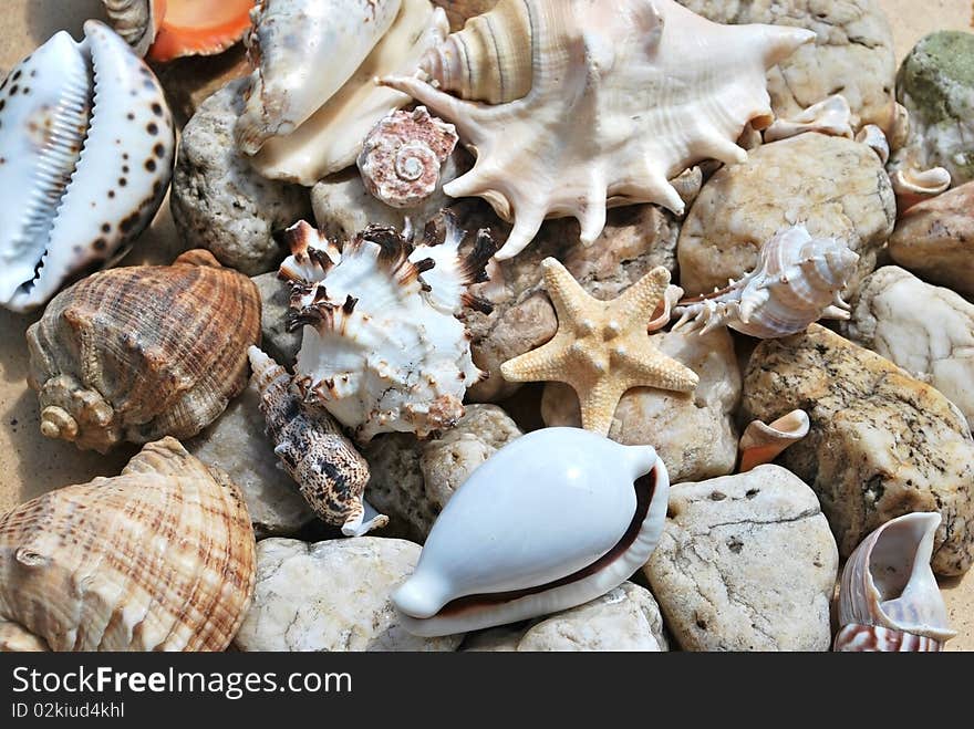 Background with few stones and different seashells. Background with few stones and different seashells