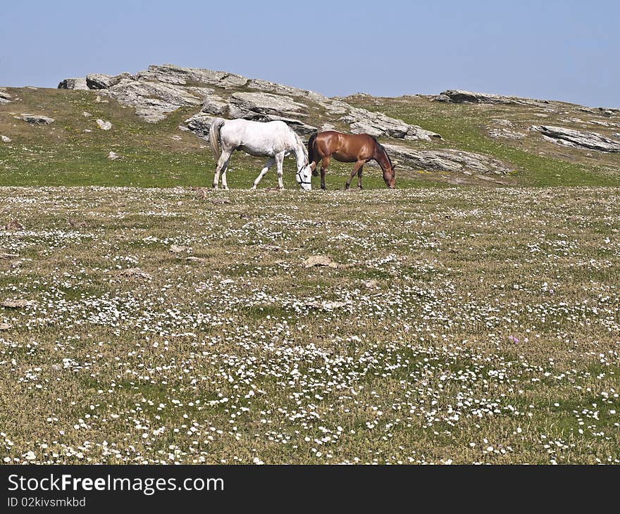 Farm horses grazing in meadow