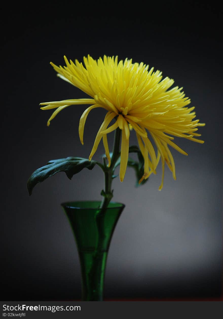 Low key image of a single flower and pot.