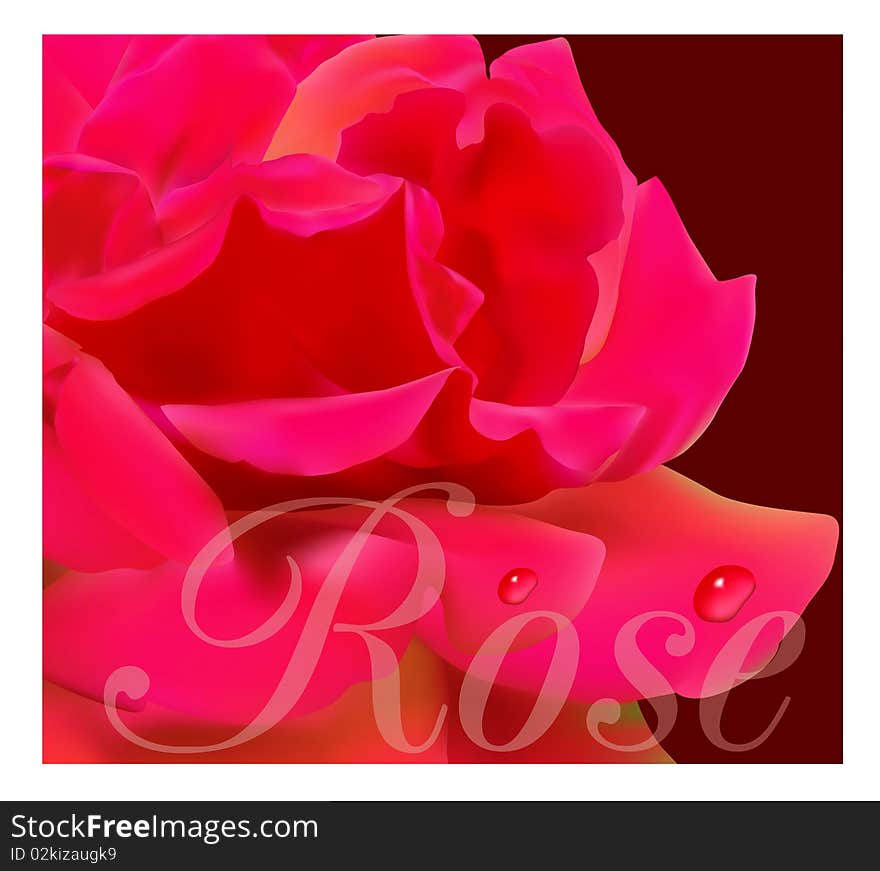 Beautiful red rose illustration on white