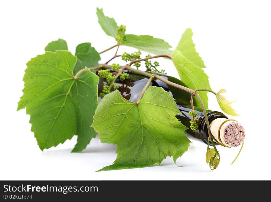 Bottle of wine in the vine on a white background