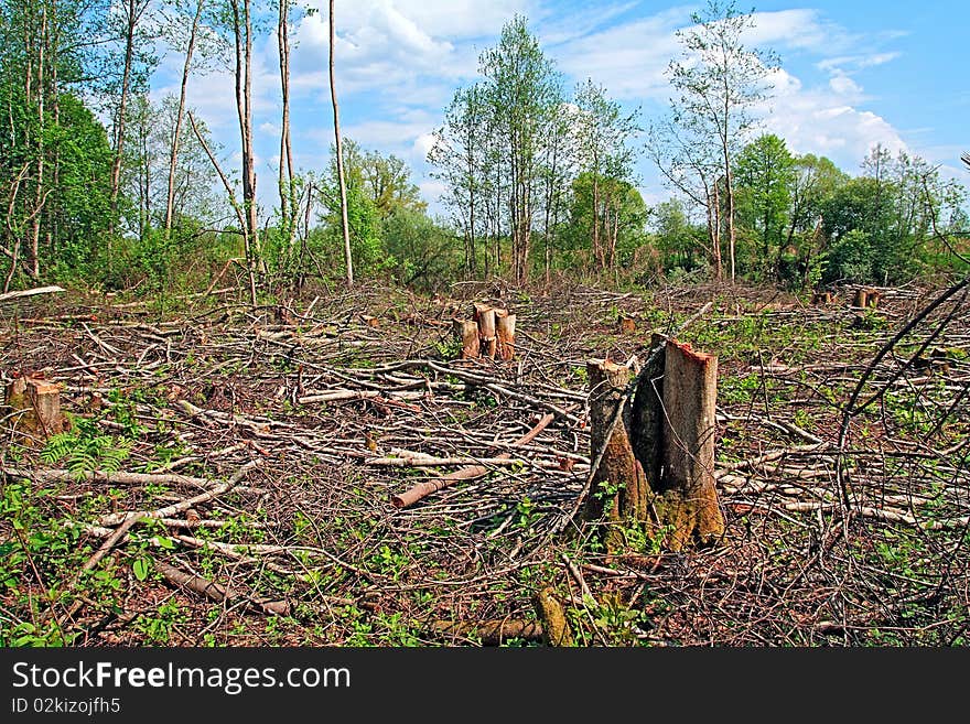 Stump and bough in wood. Stump and bough in wood