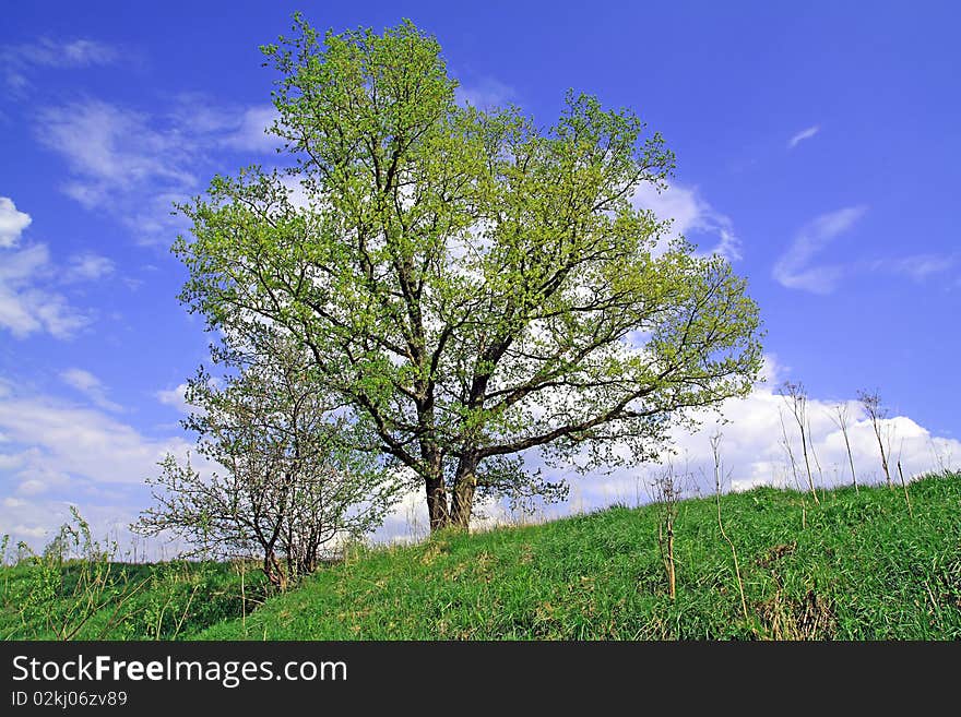 Big oak on summer field. Big oak on summer field