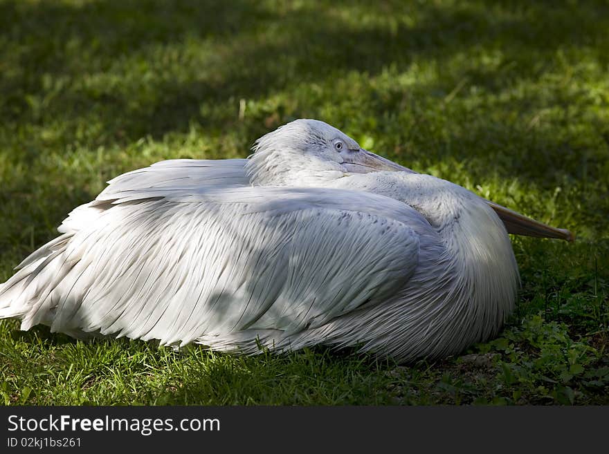 Pelican sit on grass in zoo park. Pelican sit on grass in zoo park