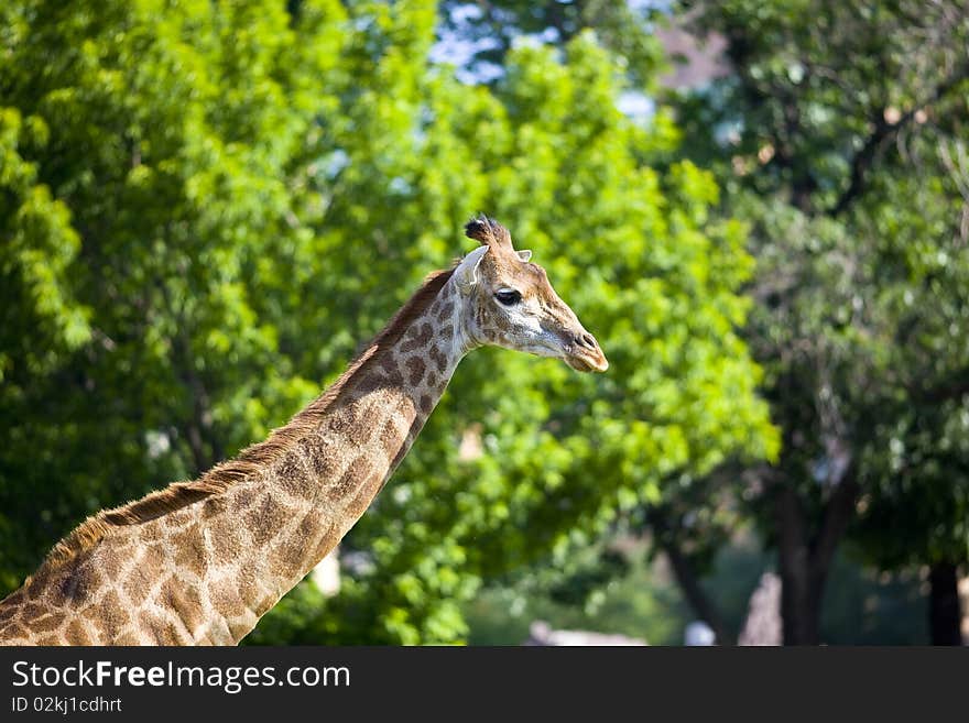 Jiraffe on green background in zoo park