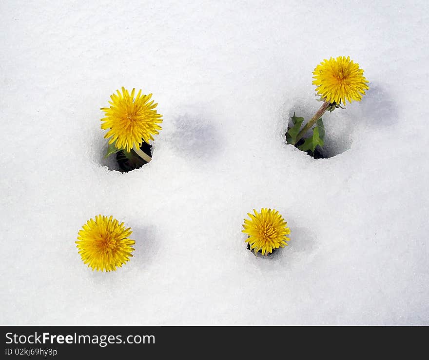 Dandelions in snow