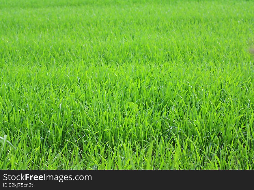 Young wheat growing in the fields