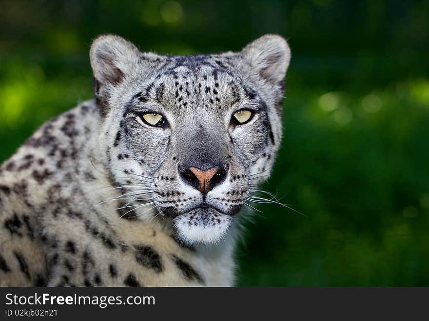 Snow Leopard