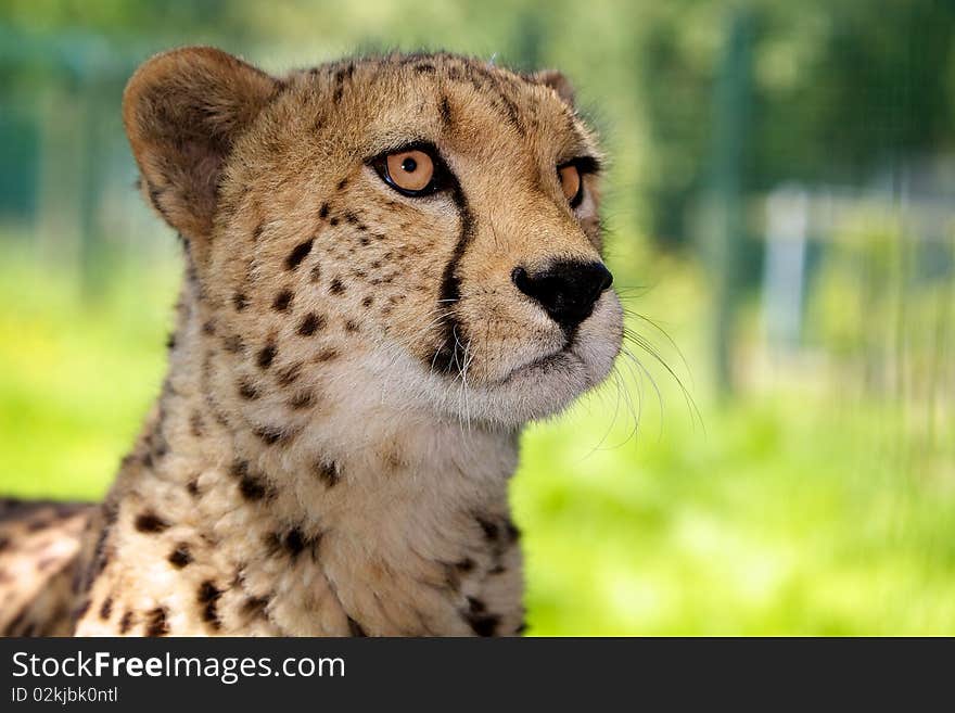 An adult cheetah alert with his ears up