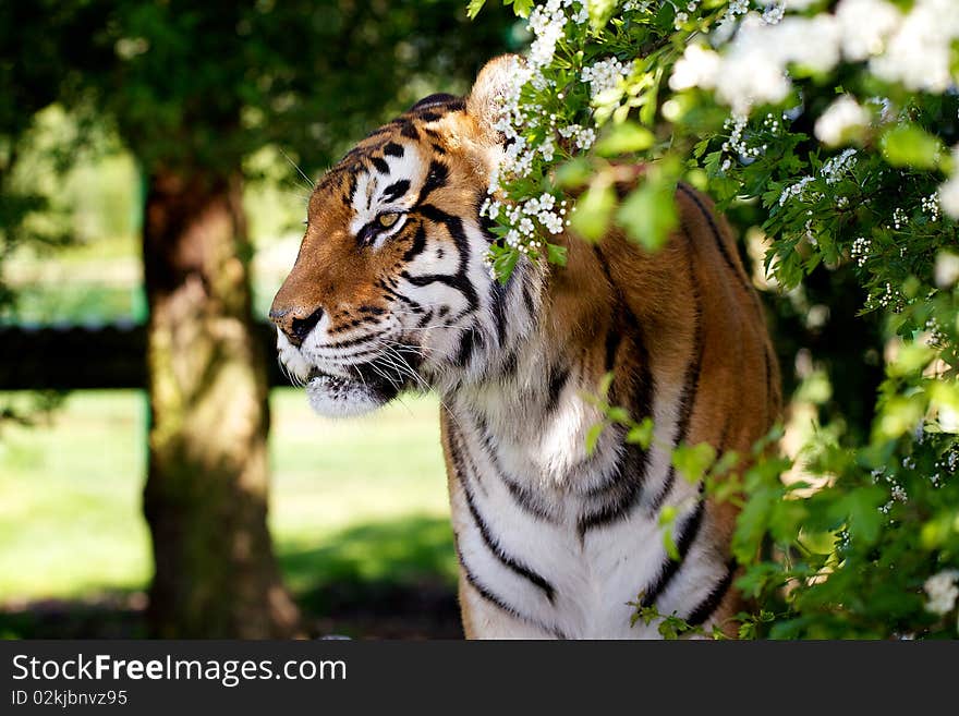 An adult female tiger amongst a spring hawthorn bush. An adult female tiger amongst a spring hawthorn bush