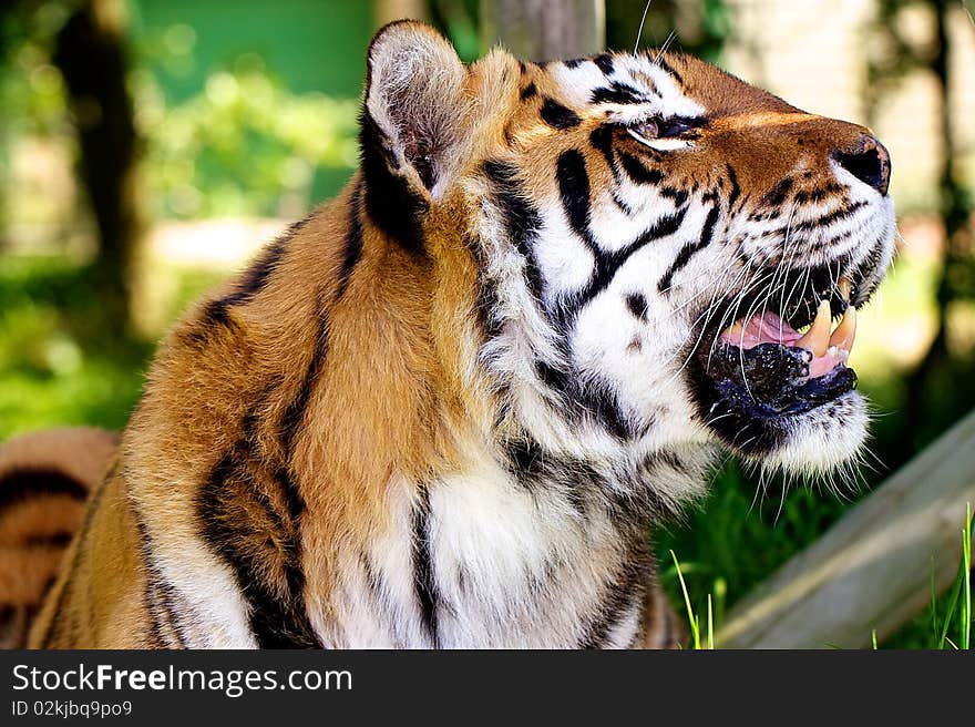 An adult female tiger taking a break in the spring sun