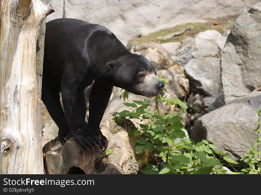 The Sun Bear (Helarctos malayanus), sometimes known as the Honey Bear, is a bear found primarily in the tropical rainforests of Southeast Asia. The Sun Bear stands approximately 1.2 m (4 ft) in length, making it the smallest member in the bear (Ursidae) family.