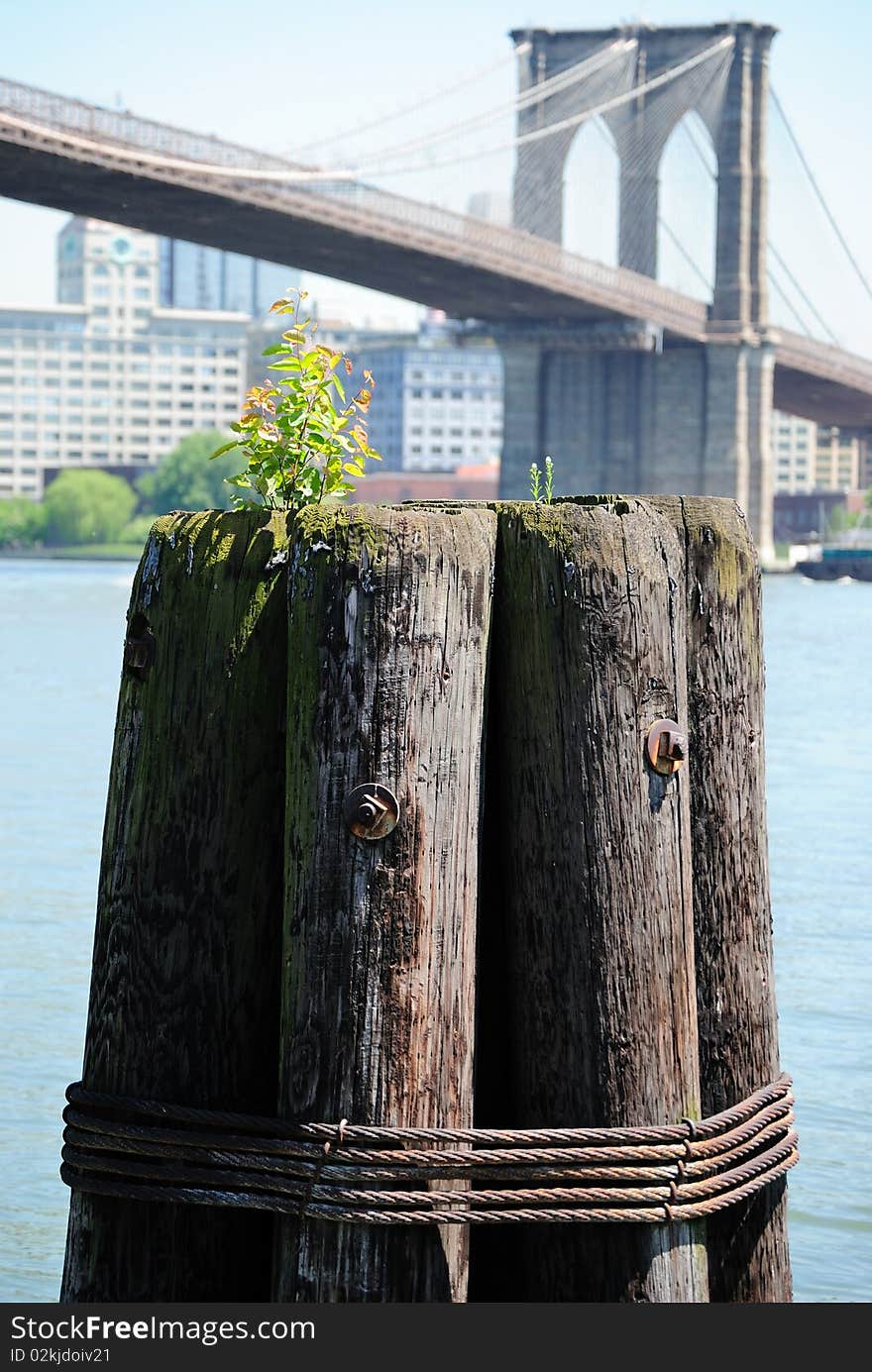 A dock post with a sprouting plant on it in with the Brooklyn Bridge in the background. A dock post with a sprouting plant on it in with the Brooklyn Bridge in the background.