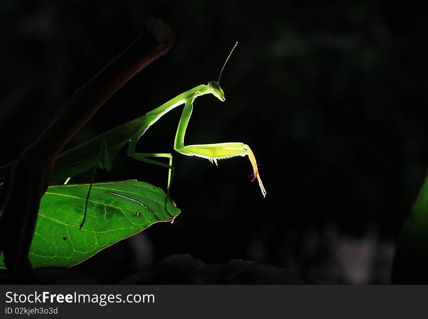 Mantis