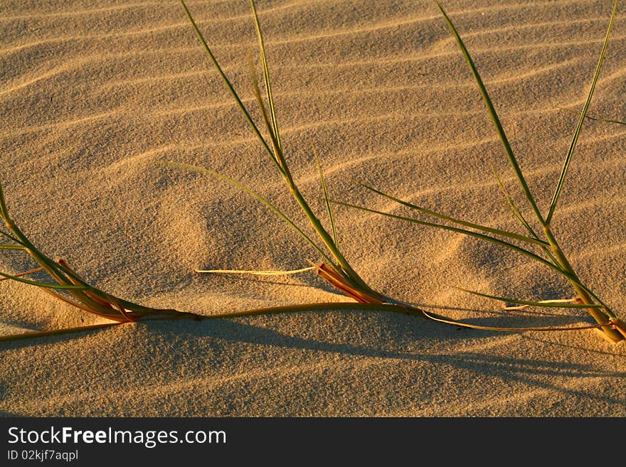 Sand Patterns on the Beach with Grass. Sand Patterns on the Beach with Grass