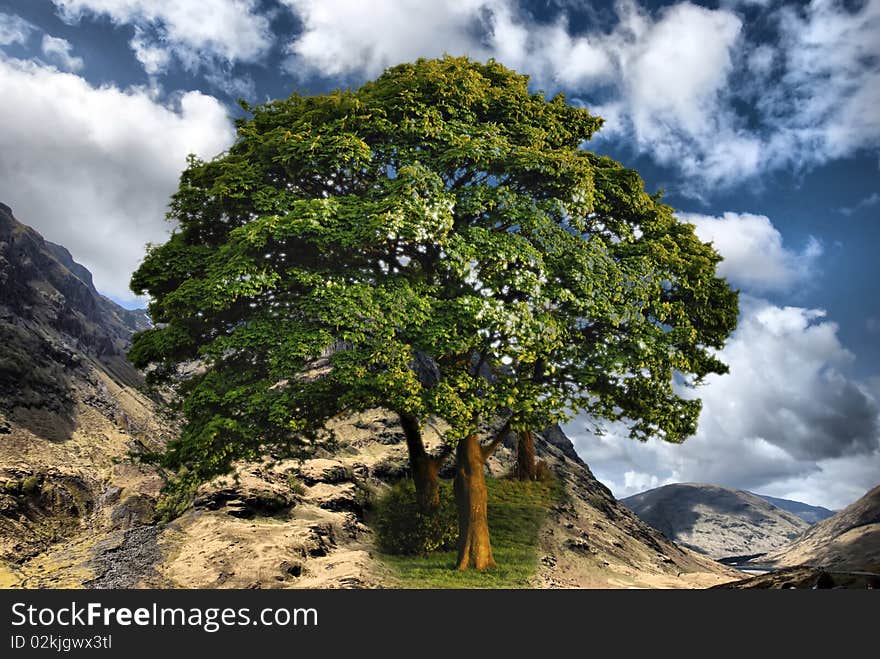 View of mountain range with huge tree. View of mountain range with huge tree