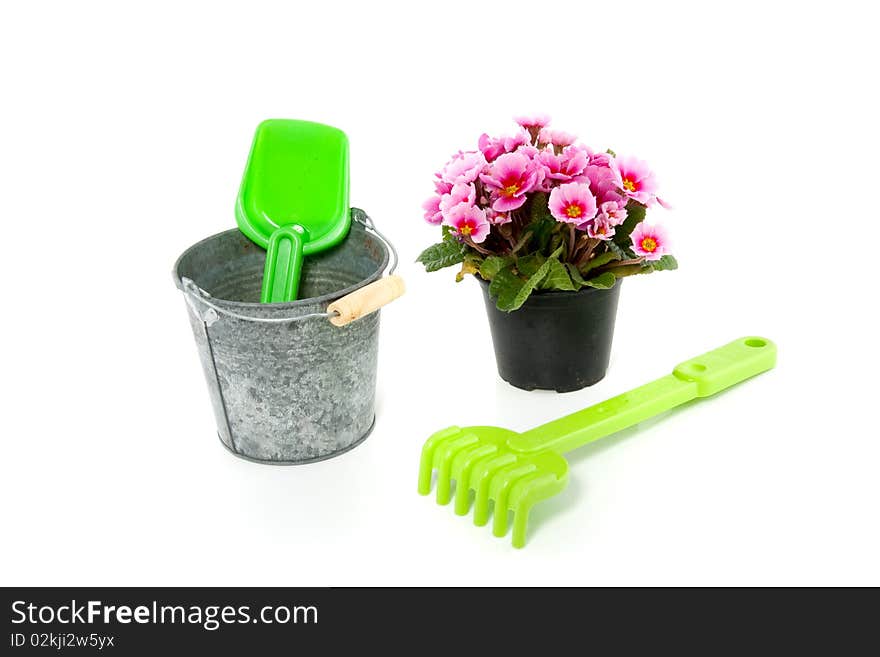 A pink primula and a bucket with garden tools isolated over white