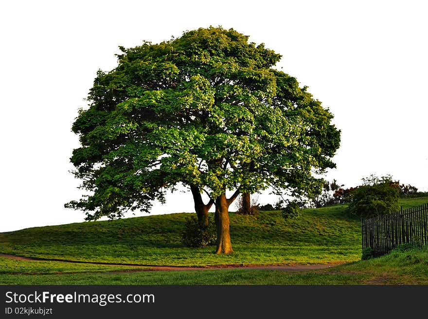 Large isolated green tree on white background with ground. Large isolated green tree on white background with ground