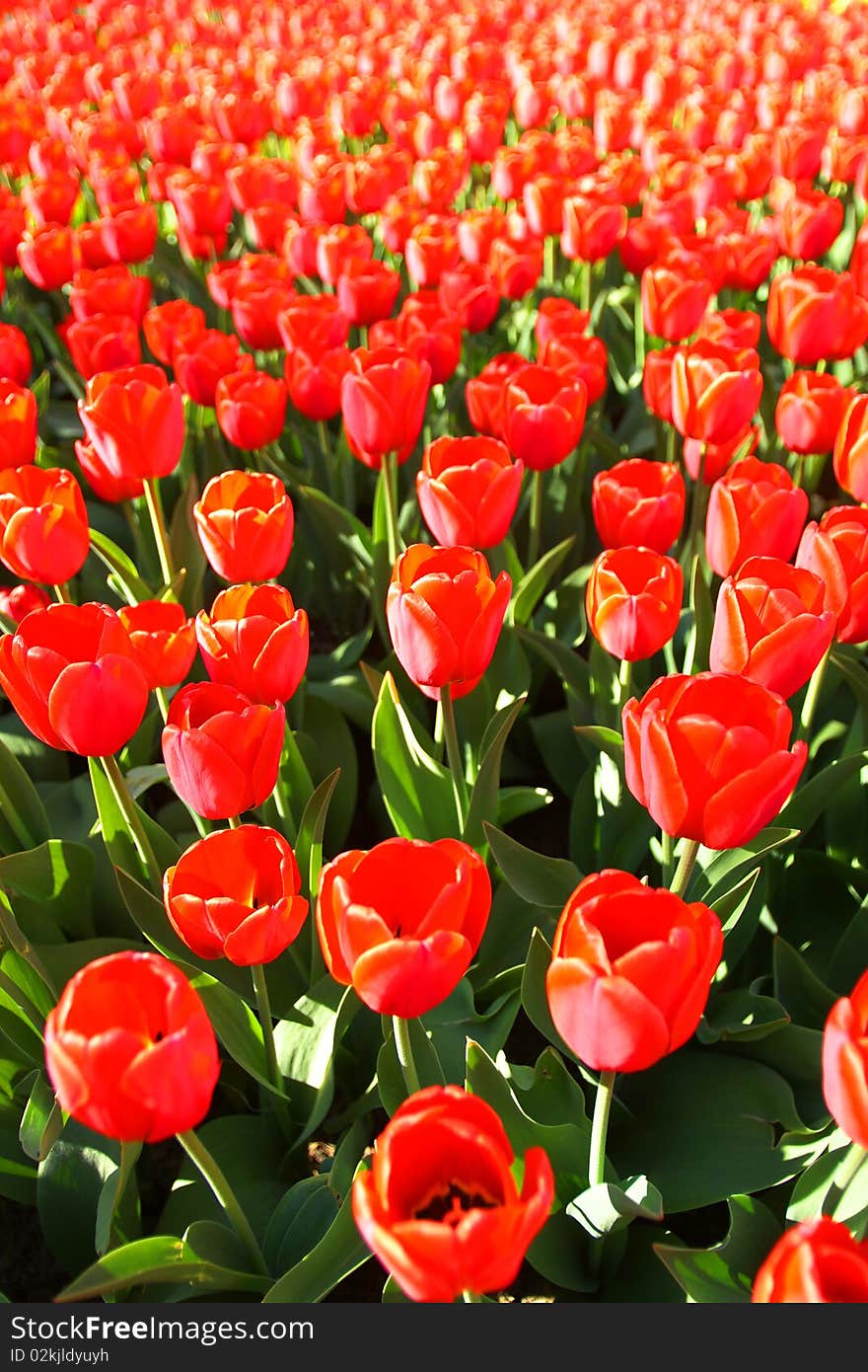 Endless field of red tulips