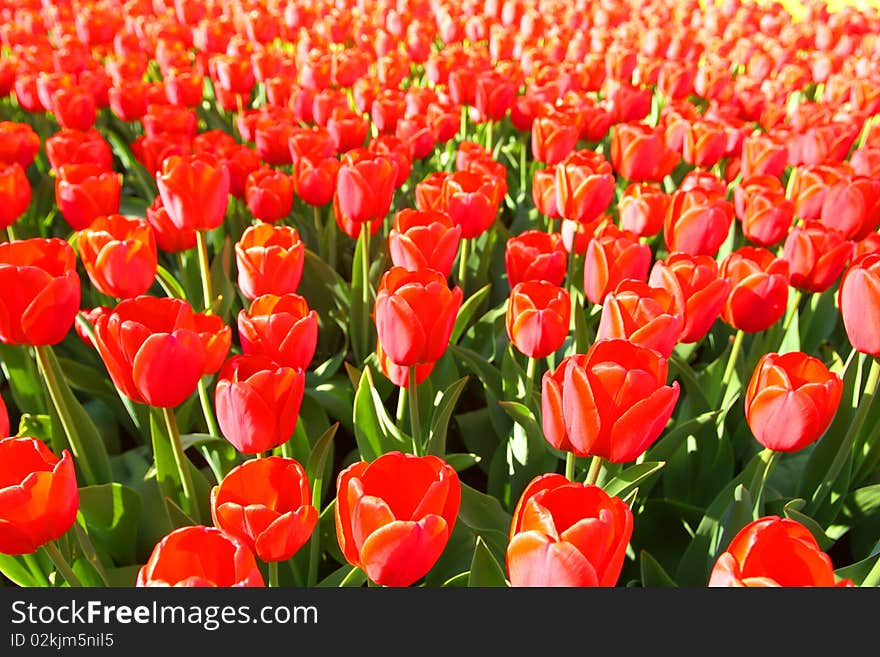 Red tulips field