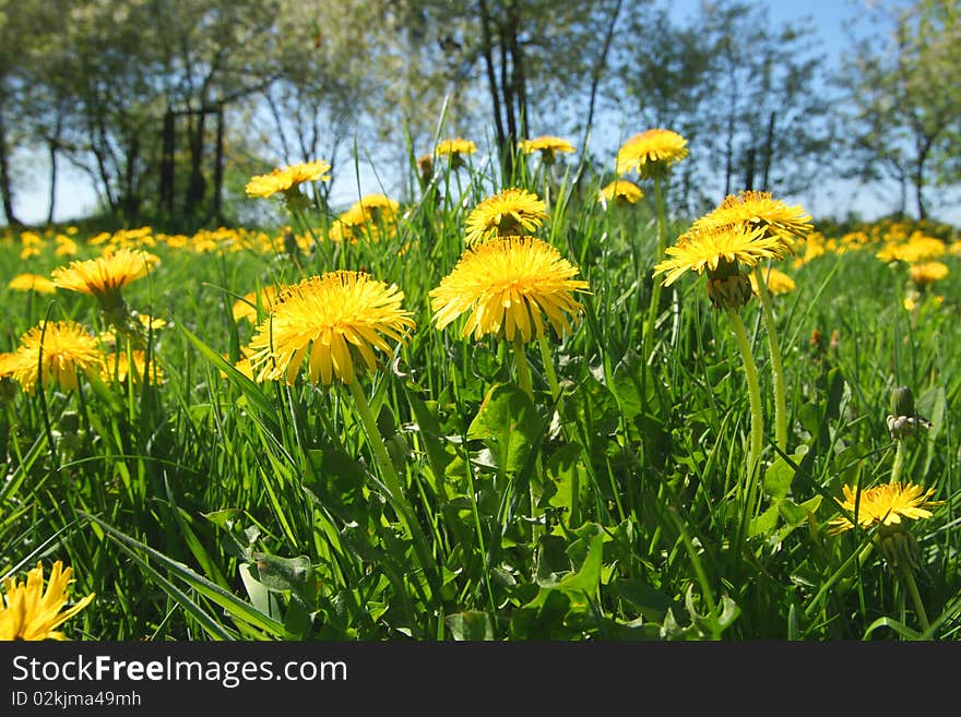 Beautiful spring panoramatic shot with a dandelion meadow and blue sky as background. Beautiful spring panoramatic shot with a dandelion meadow and blue sky as background