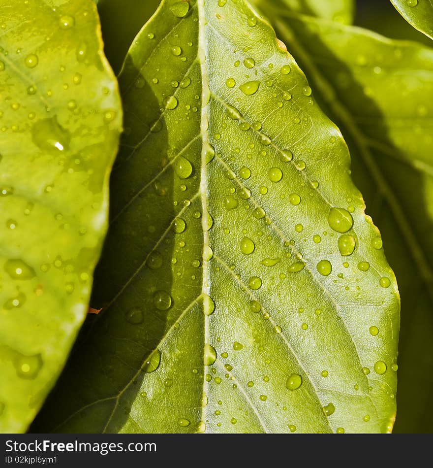 Close up of green leaf with water drops. Close up of green leaf with water drops