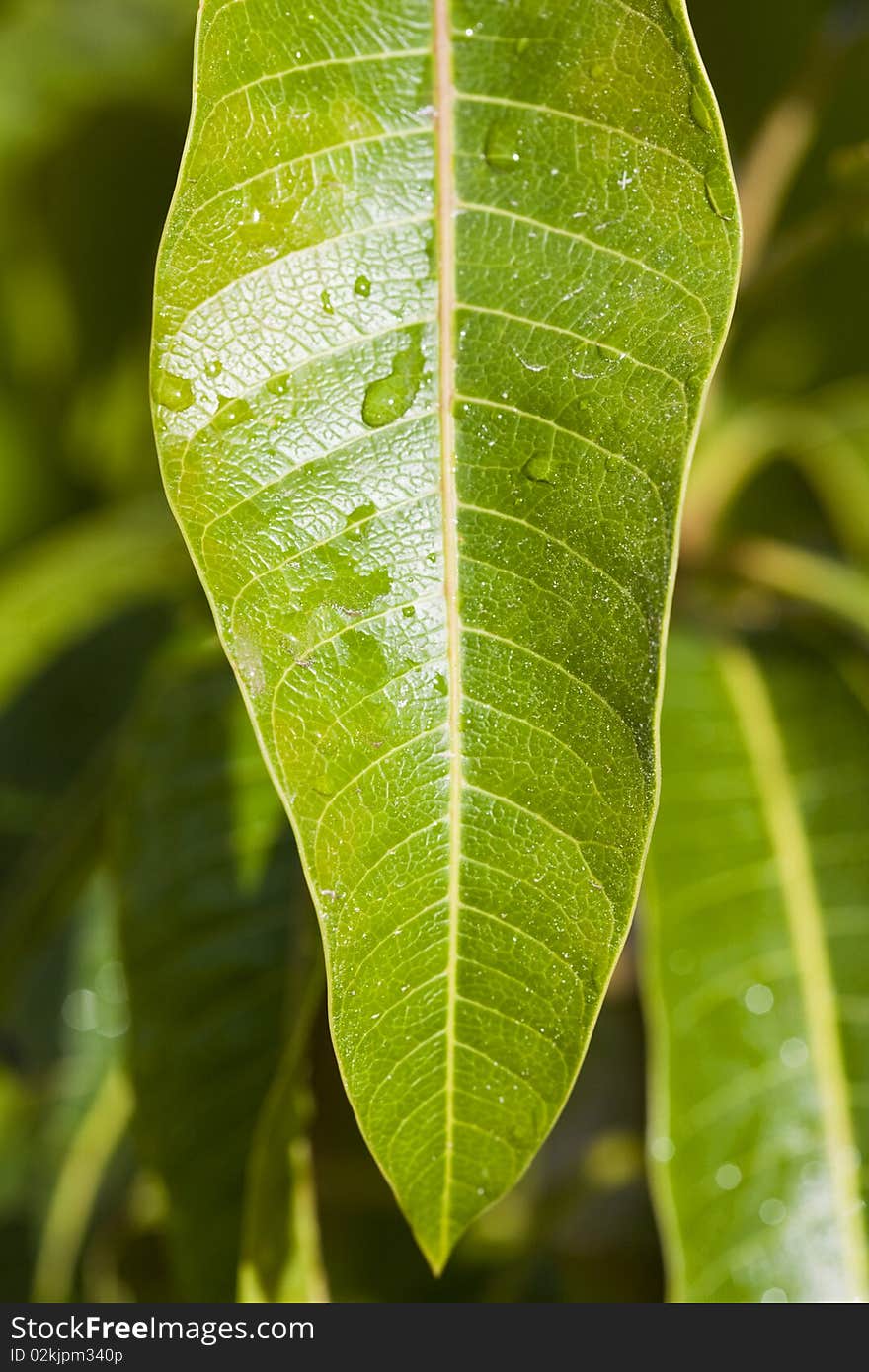 Close up of green leaf with water drops. Close up of green leaf with water drops