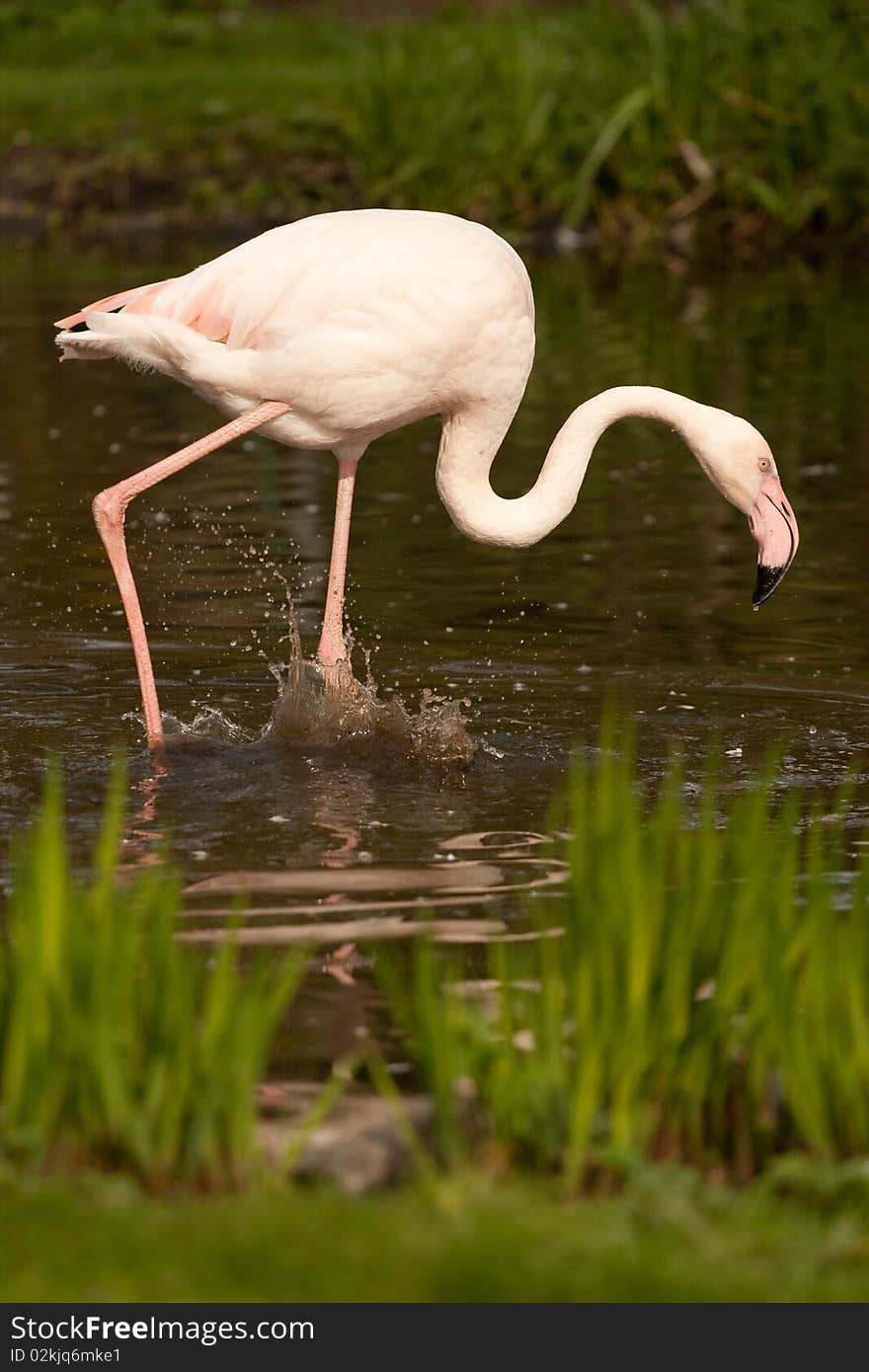 Phoenicopterus ruber, flamingo, in natural enivironment, lake, pond