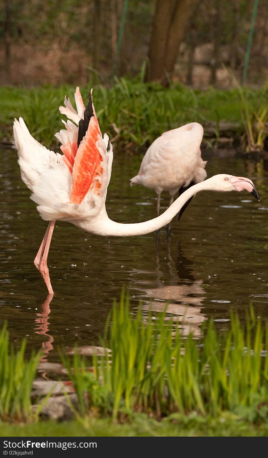 Phoenicopterus ruber, flamingo, in natural enivironment, lake, pond