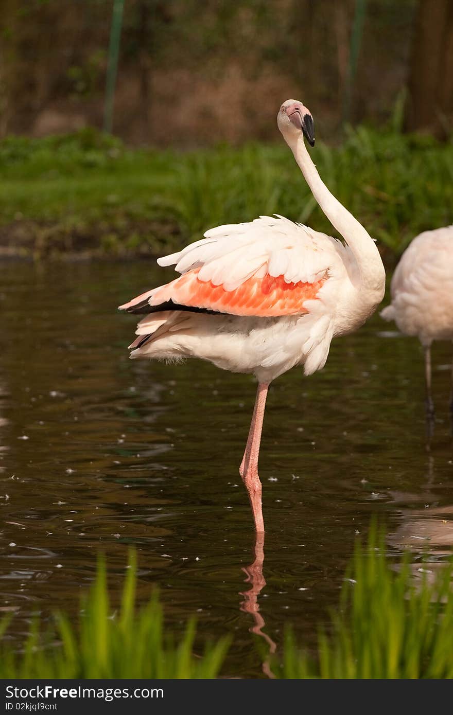 Phoenicopterus ruber, flamingo, in natural enivironment, lake, pond