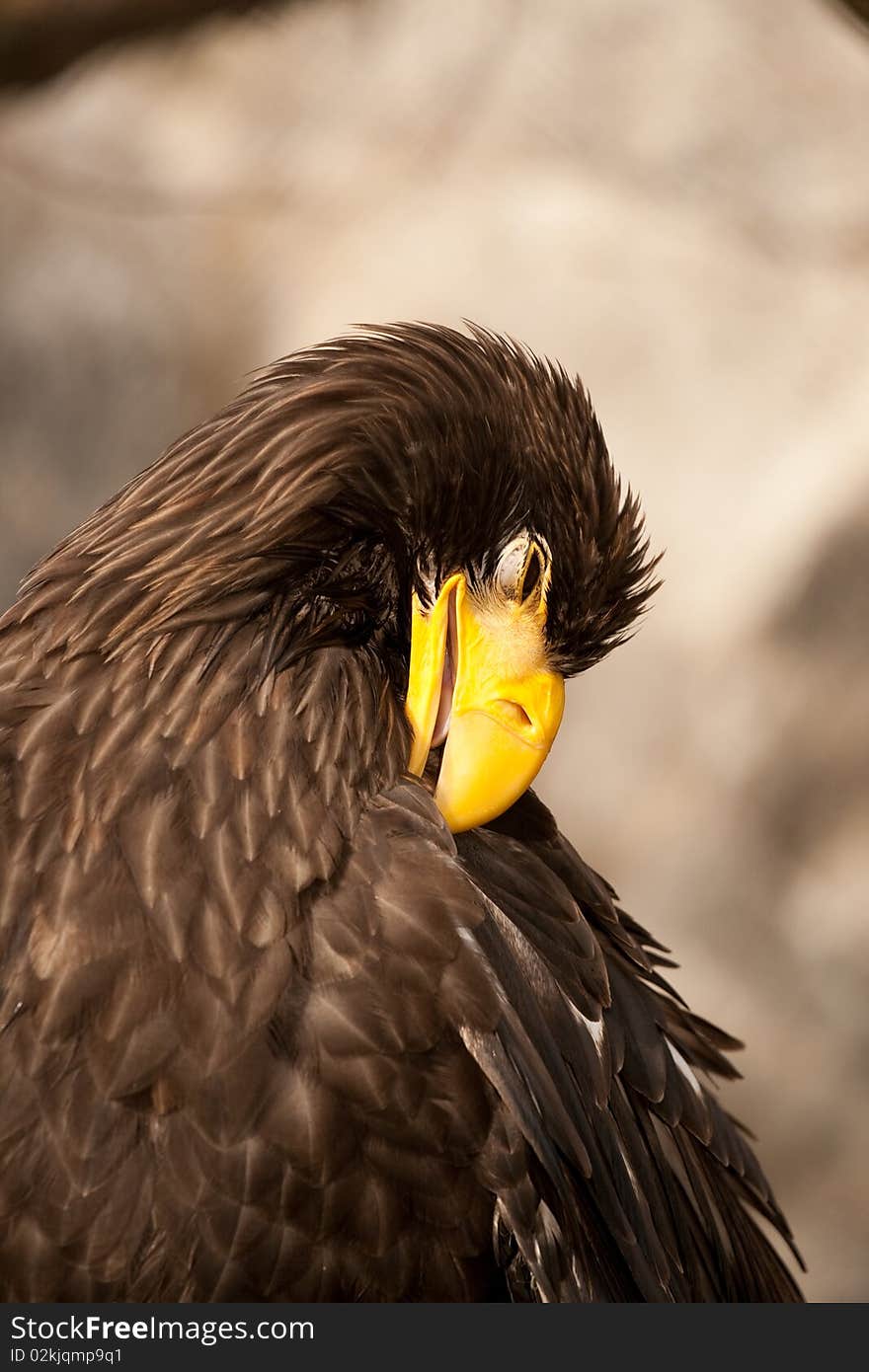 Eagles head, eagle in his natural environment