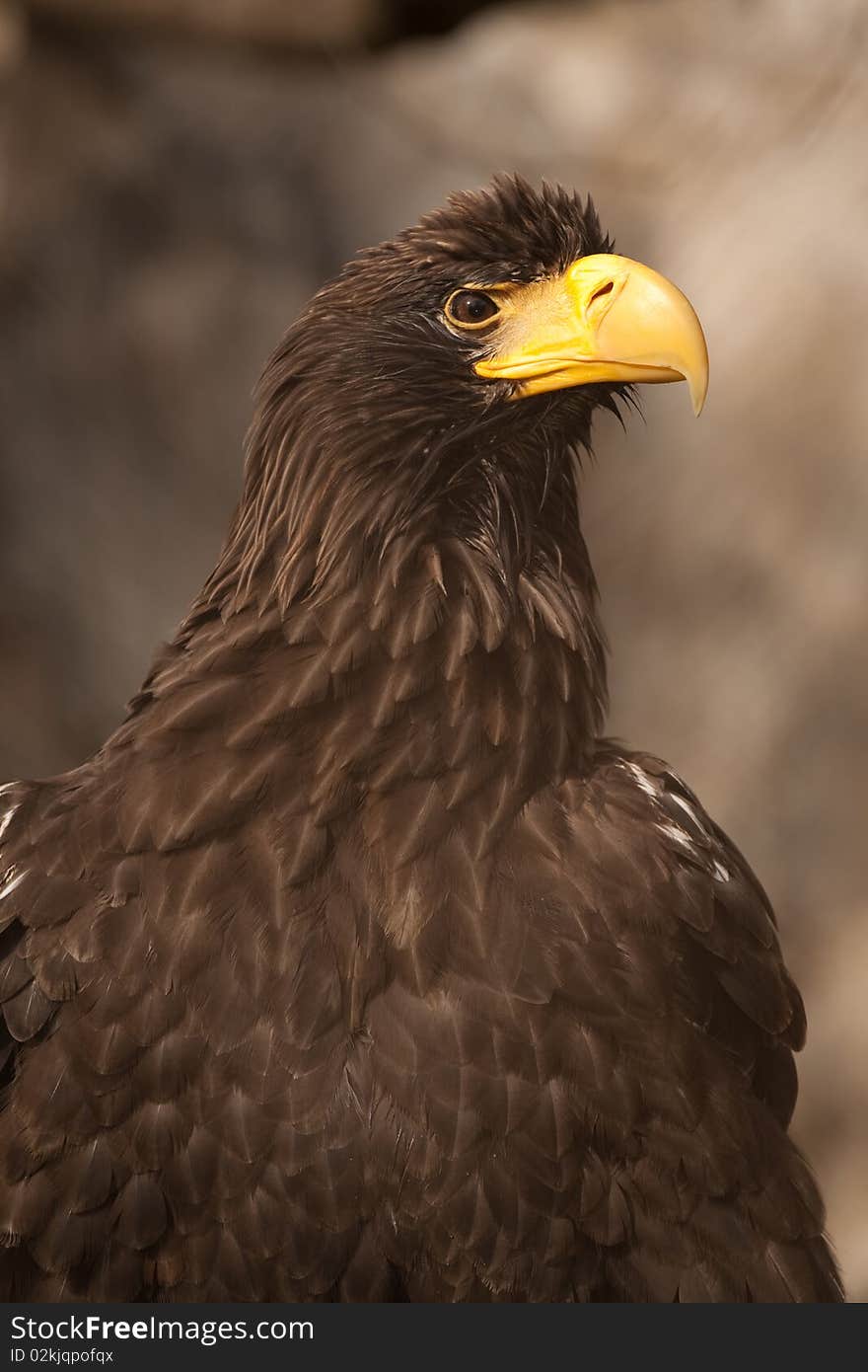 Eagles head, eagle in his natural environment