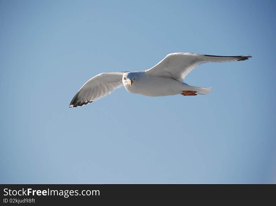 Seagull