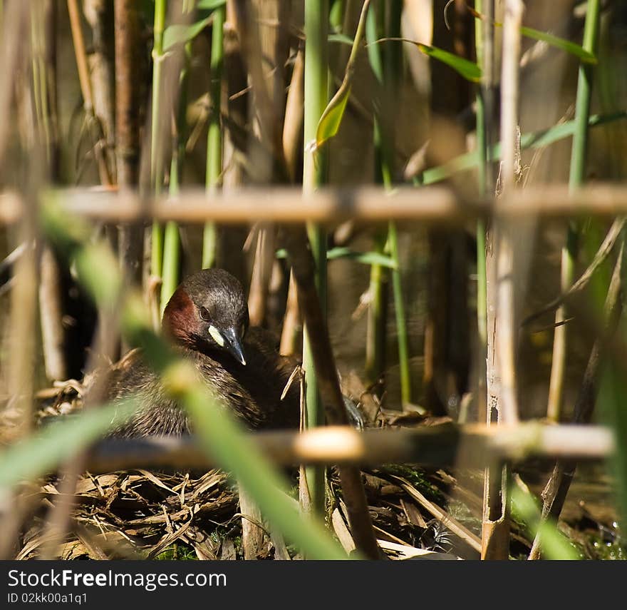 Little Grebe incubating her eggs at a lagoon of the Llobregat river delta in northeastern Spain. Little Grebe incubating her eggs at a lagoon of the Llobregat river delta in northeastern Spain.