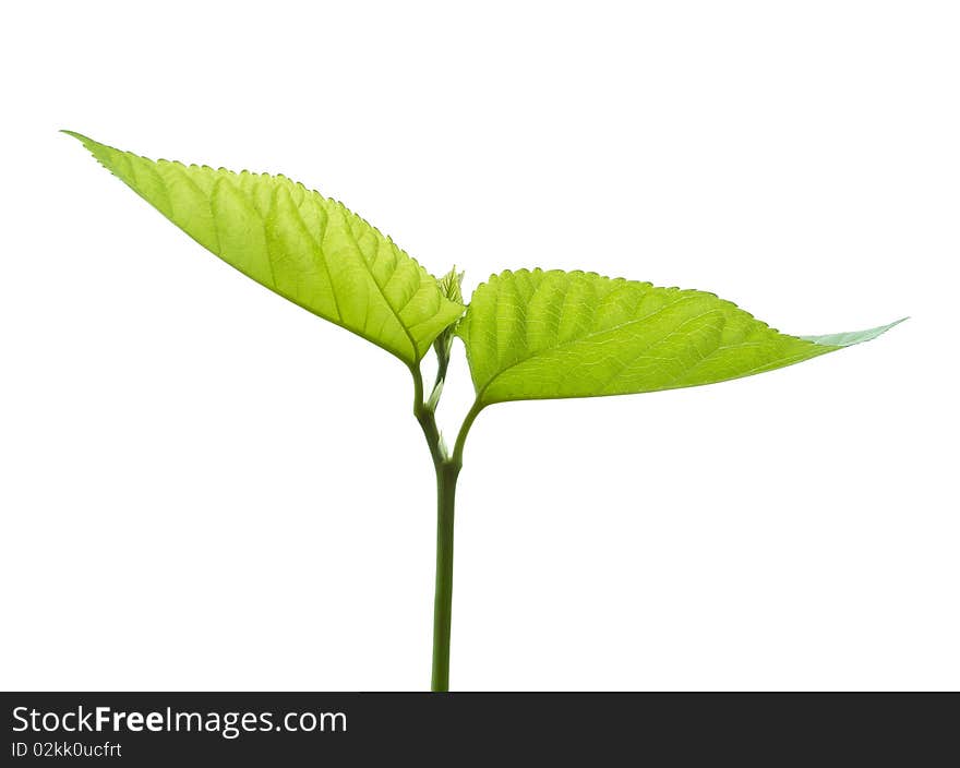 Fresh green leaves on white. Fresh green leaves on white