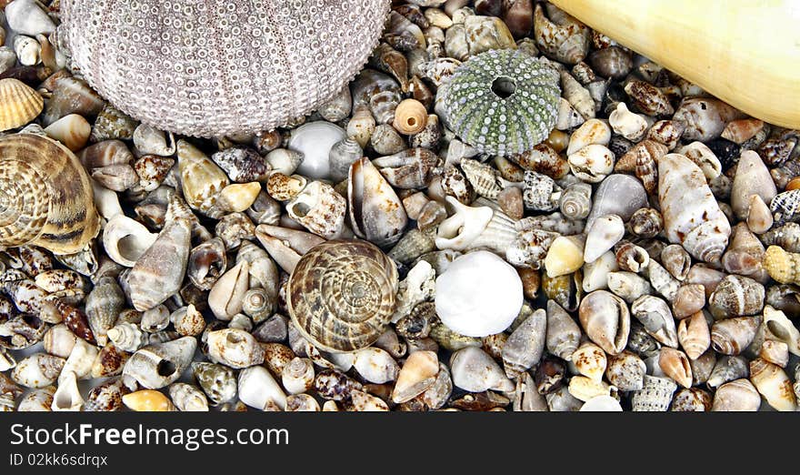 See shell composition urchin ocean