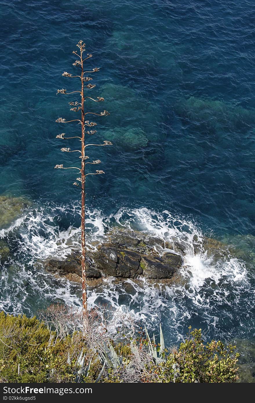 An agave outlined against breaking waves, Cinque Terre, Italy. An agave outlined against breaking waves, Cinque Terre, Italy