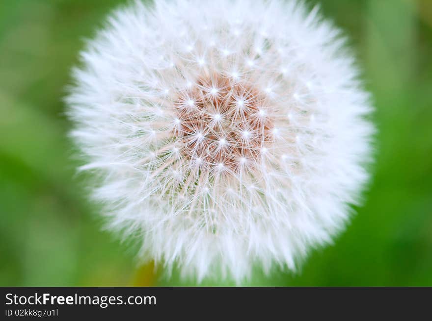 Dandelion