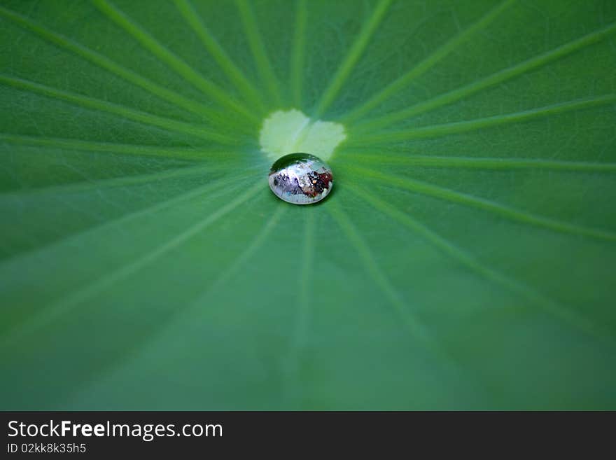 A drop of water is running on a lotus leaf. This is an example of nano technology behavior in nature. A drop of water is running on a lotus leaf. This is an example of nano technology behavior in nature.