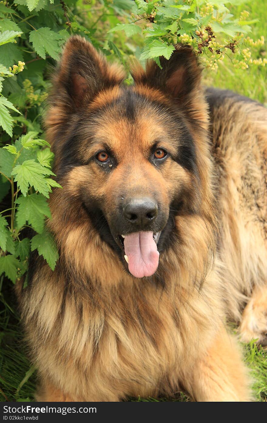 German Shepherd