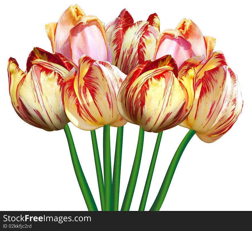 Tulips composition isolater colorfull white. Tulips composition isolater colorfull white