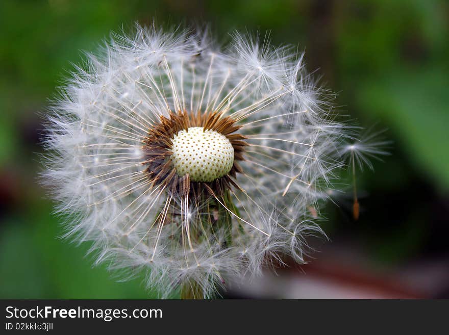 Dandelion, blow ball