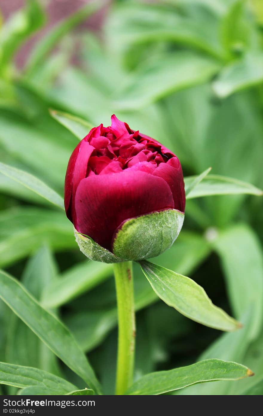 Gorgeous peony bud on green background