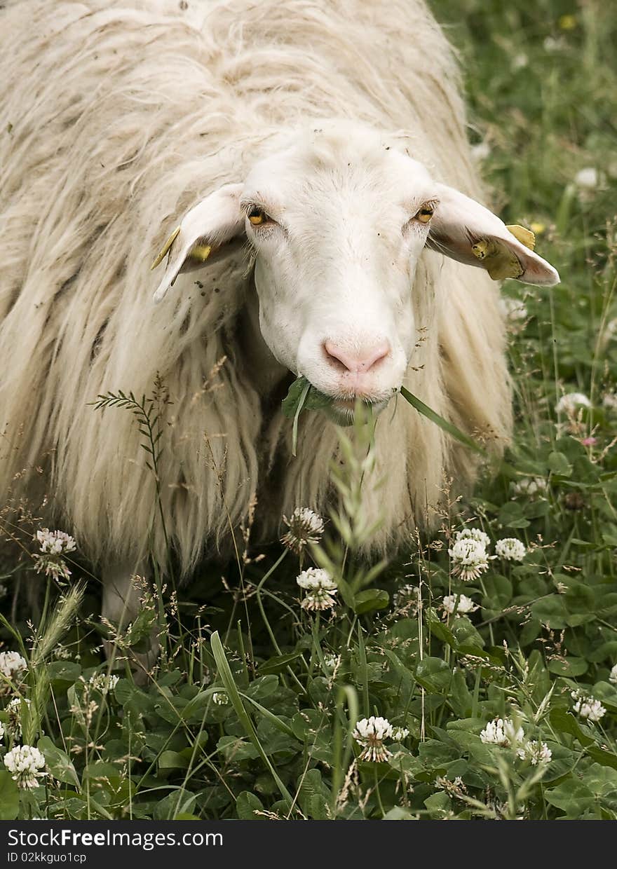 Sheep staring at the camera